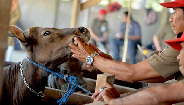 Idul Adha 2018, Pemerintah Kerahkan 2.698 Petugas Pantau Hewan Kurban